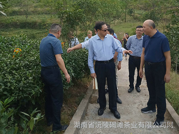 縣領導及省農業廳領導茬臨產業園區指導工作5