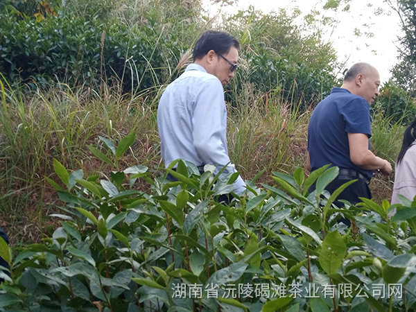 縣領導及省農業廳領導茬臨產業園區指導工作9