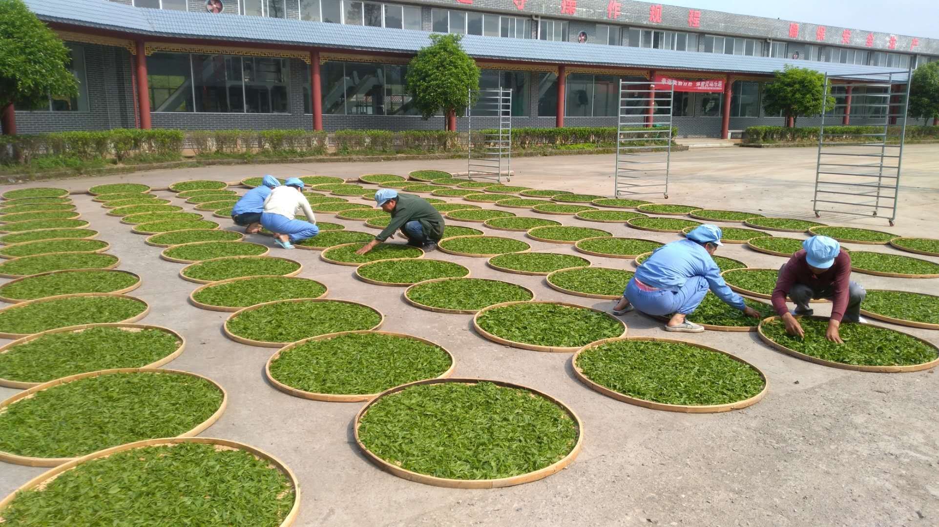 湖南省沅陵碣灘茶業(yè)有限公司,沅陵碣灘茶,茶葉加工銷售,茶文化傳播 湖南省沅陵碣灘茶業(yè)有限公司,沅陵碣灘茶,茶葉加工銷售,茶文化傳播