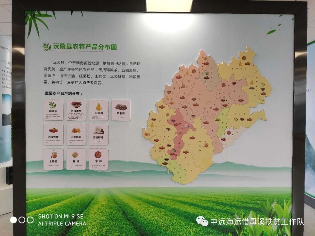 湖南省沅陵碣灘茶業有限公司,沅陵碣灘茶,茶葉加工銷售,茶文化傳播